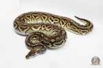 3148 0.1 SPOTNOSE CINNAMON FIRE PASTEL HET CLOWN (Proven breeder)
