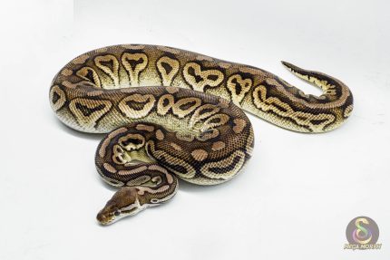 3148 0.1 SPOTNOSE CINNAMON FIRE PASTEL HET CLOWN (Proven breeder)