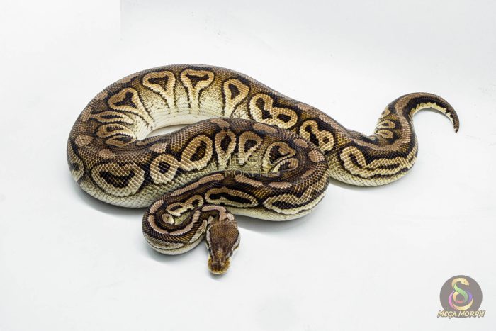 3148 0.1 SPOTNOSE CINNAMON FIRE PASTEL HET CLOWN (Proven breeder) - Image 2