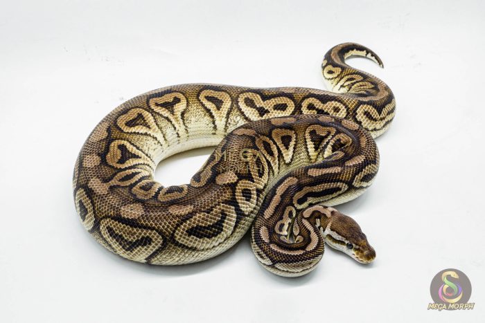 3148 0.1 SPOTNOSE CINNAMON FIRE PASTEL HET CLOWN (Proven breeder) - Image 3
