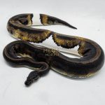 3186 0.1 GHI LEOPARD PIEBALD