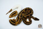 4005 0.1 YELLOW BELLY PIEBALD (Proven breeder)