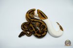 4005 0.1 YELLOW BELLY PIEBALD (Proven breeder) - Image 2