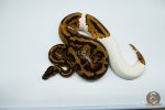 4005 0.1 YELLOW BELLY PIEBALD (Proven breeder) - Image 3