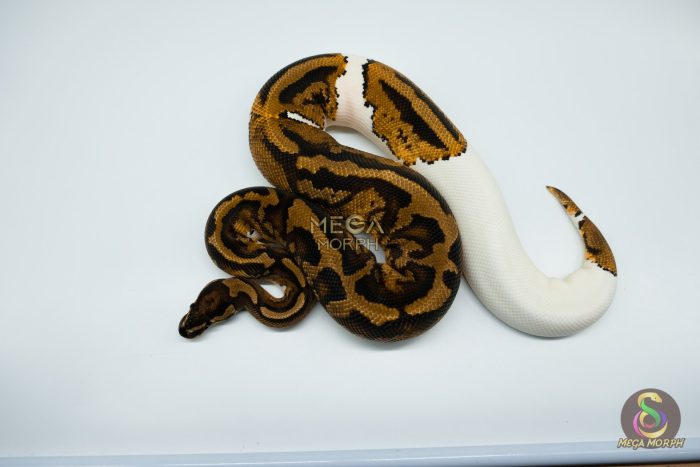 4005-3-1.jpg 4005 0.1 YELLOW BELLY PIEBALD (Proven breeder) - Image 3