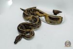 4006 0.1 LEOPARD PIEBALD