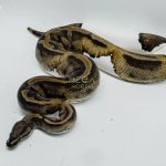 4006 0.1 LEOPARD PIEBALD