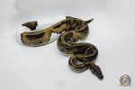 4006 0.1 LEOPARD PIEBALD - Image 2