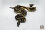4006 0.1 LEOPARD PIEBALD - Image 3