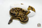 4034 0.1 LEOPARD PIEBALD