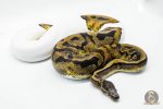 4034 0.1 LEOPARD PIEBALD - Image 3