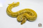4050 0.1 CARAMEL PIEBALD