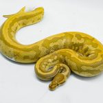 4050 0.1 CARAMEL PIEBALD