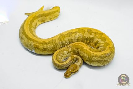 4050 0.1 CARAMEL PIEBALD