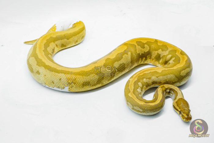 4050 0.1 CARAMEL PIEBALD - Image 2