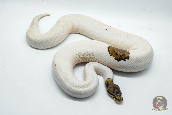 4054 1.0 SPOTNOSE PIEBALD PROBABLE LEOPARD - Image 2