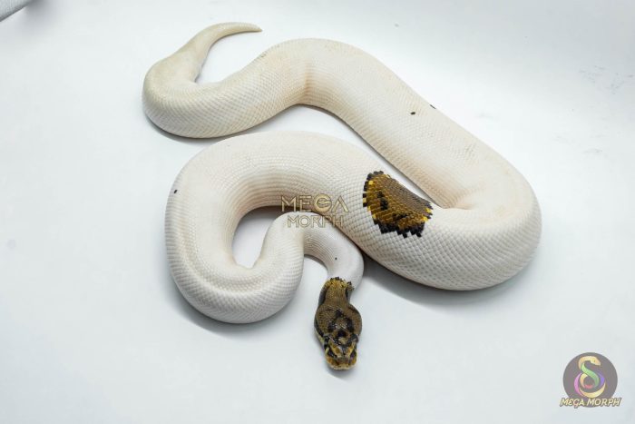 4054 1.0 SPOTNOSE PIEBALD PROBABLE LEOPARD - Image 3