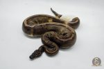 4061 1.0 SUPER GHI PIEBALD
