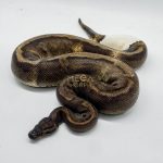 4061 1.0 SUPER GHI PIEBALD