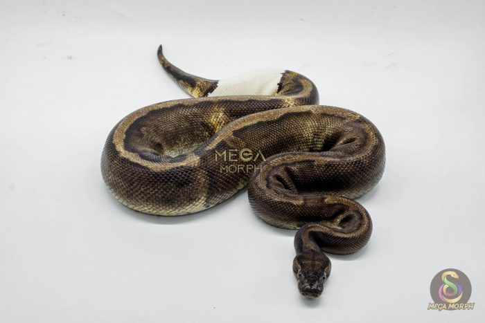 4061 1.0 SUPER GHI PIEBALD - Image 3