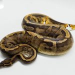 4062 0.1 SUPER GHI PIEBALD