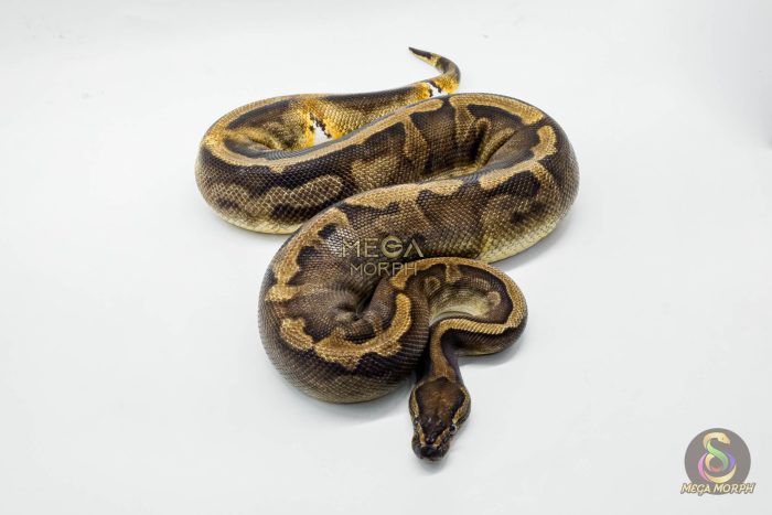 4062 0.1 SUPER GHI PIEBALD - Image 2