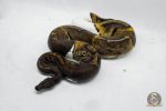4063 0.1 SUPER GHI PIEBALD