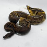 4063 0.1 SUPER GHI PIEBALD