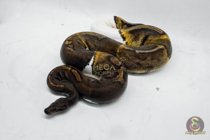 4063 0.1 SUPER GHI PIEBALD