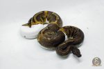 4063 0.1 SUPER GHI PIEBALD - Image 2