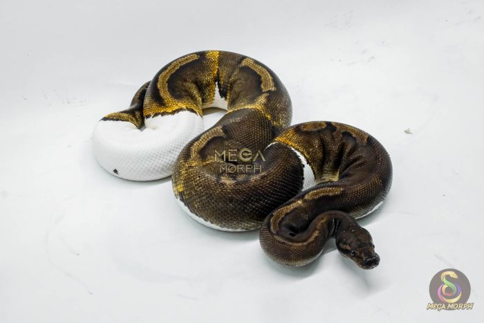 4063 0.1 SUPER GHI PIEBALD - Image 2