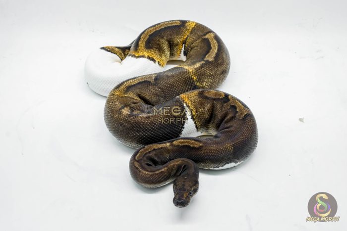 4063 0.1 SUPER GHI PIEBALD - Image 3