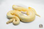 4105 1.0 ALBINO PIEBALD LEOPARD