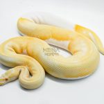 4105 1.0 ALBINO PIEBALD LEOPARD
