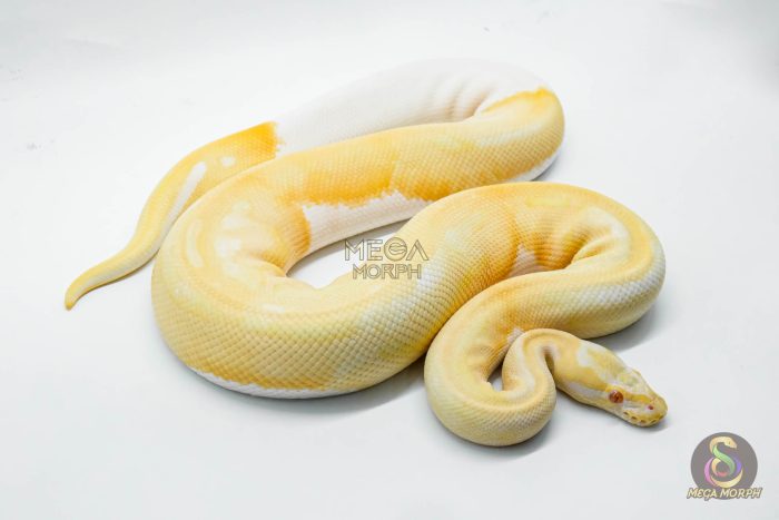 4105 1.0 ALBINO PIEBALD LEOPARD - Image 2