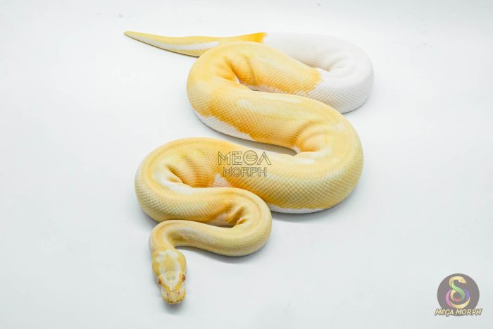 4105 1.0 ALBINO PIEBALD LEOPARD - Image 3