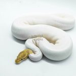4141 0.1 BANANA PIEBALD