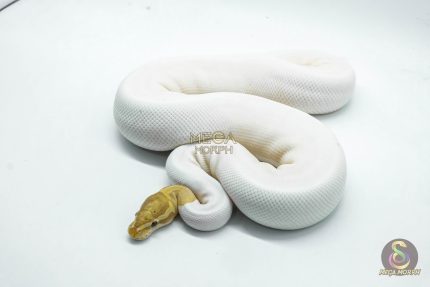 4141 0.1 BANANA PIEBALD