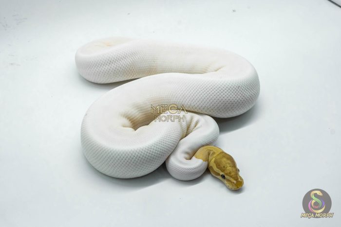 4141 0.1 BANANA PIEBALD - Image 2