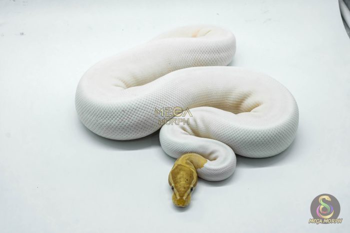 4141 0.1 BANANA PIEBALD - Image 3