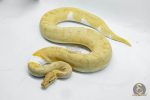 4143 0.1 BANANA PIEBALD