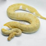 4143 0.1 BANANA PIEBALD