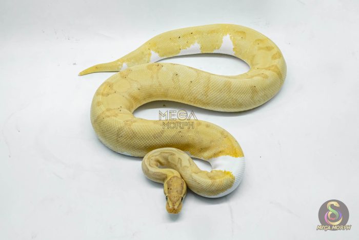 4143 0.1 BANANA PIEBALD - Image 2