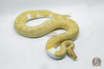 4143 0.1 BANANA PIEBALD - Image 3