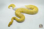 4144 0.1 BANANA PIEBALD (Proven breeder)