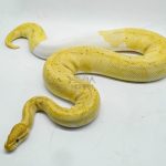 4144 0.1 BANANA PIEBALD (Proven breeder)