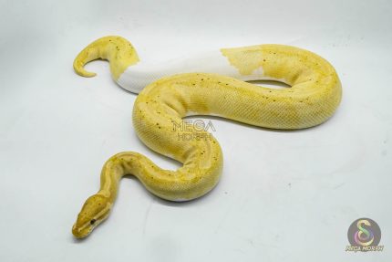 4144 0.1 BANANA PIEBALD (Proven breeder)