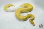 4144 0.1 BANANA PIEBALD (Proven breeder) - Image 2