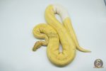 4144 0.1 BANANA PIEBALD (Proven breeder) - Image 3