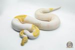 4145 1.0 BANANA PINTO PIEBALD